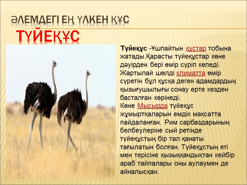 Әлемдегі ең үлкен құс   түйеқұс Түйеқұс -Ұшпайтын құстар тобына жатады.Қарасты түйеқұстар көне